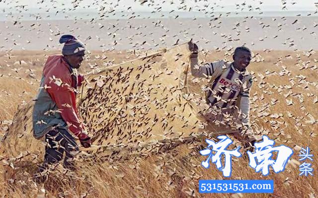 联合国粮农组织发布消息：25年最严重的千亿蝗灾蔓延非亚