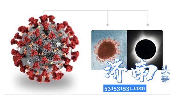 新冠病毒在电子显微镜长什么样？来看看这组图像