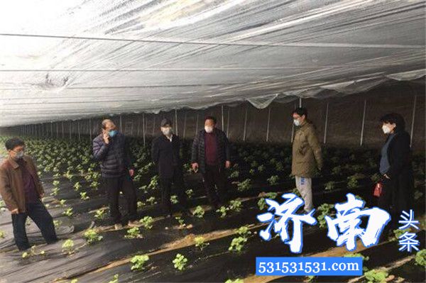 济南市蔬菜技术服务中心积极采取措施，助力早春西甜瓜等瓜菜种苗定植