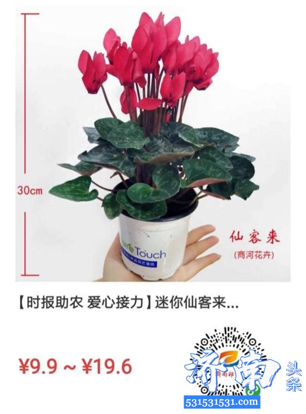 济南市推出“小伙伴cake掌上商城”开启“全民护花”活动商河迷你仙客来只需9.9元丽格海棠19.8元包邮到家
