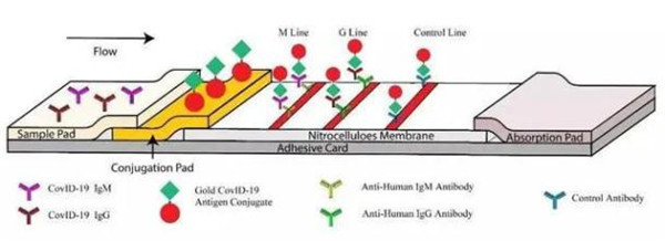 钟南山团队近日成功研发滴血可验、15分钟出具结果和IgM-IgG联合抗体的新冠病毒抗体检测试剂盒