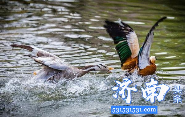 济南野生动物世界举办山东省第39届爱鸟周活动