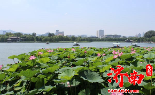 济南第三十四届荷花艺术节在大明湖景区开展