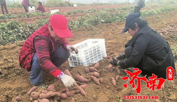 优化农业产业布局 济南今年甘薯种植面积达到14.7万亩