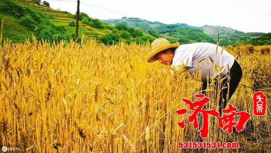 济南市发展节水型农业 积极推广经省级认定一批小麦抗旱品种