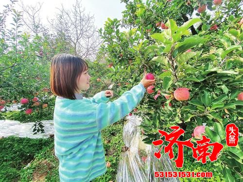 济南西营街道：随着霜降来临，70余万斤‘高光效’苹果挂枝丰收，迎来了口感最好的时节