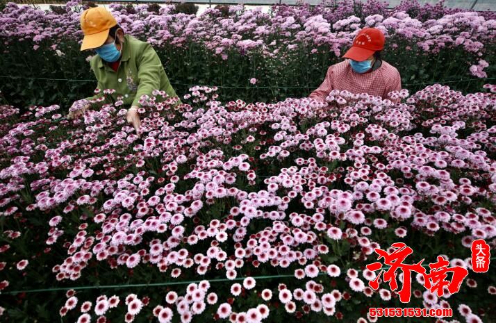 小小“试验田”变身“菊花海” 富民强村，村支书要打造济南最大菊花种植观赏基地