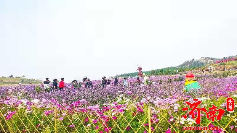 【济南市市花评选活动】赏玫瑰不再局限在5月 玫瑰主题花海成近郊游打卡地