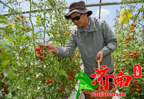 过去只认“老三样” 如今成高原“菜乡”——“济南0531”援藏模式助西藏白朗果蔬产业做大做强