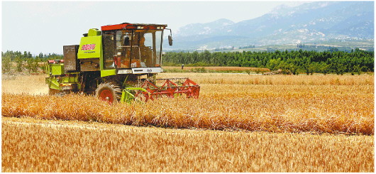 济南消息：山东今年小麦产量稳居全国第二位 达513.77亿斤