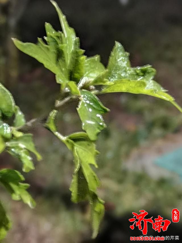 灰蒙蒙的天！笼罩在济南，雪飘过上空