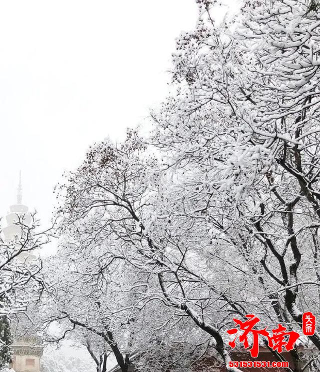 济南南部山区又下雪了！其实趵突泉雪景也很美！