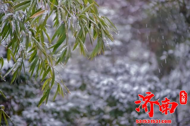 济南南部山区又下雪了！其实趵突泉雪景也很美！