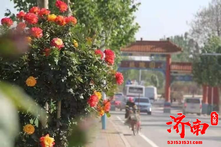 济南市花不仅是一朵花，花里是这座城市的“包容性”-“国际化”