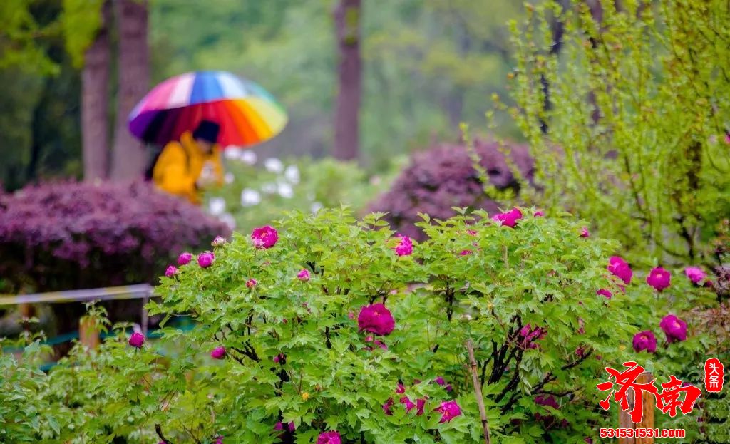 济南市花不仅是一朵花，花里是这座城市的“包容性”-“国际化”