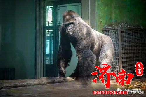 济南动物园大猩猩“威利”因病去世 年龄44.5岁，为国内动物园寿命最长的大猩猩