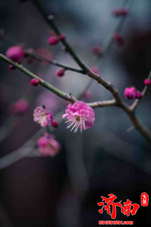 济南春节的信息就是春意盎然 不需要装扮的泉城 自有花枝俏