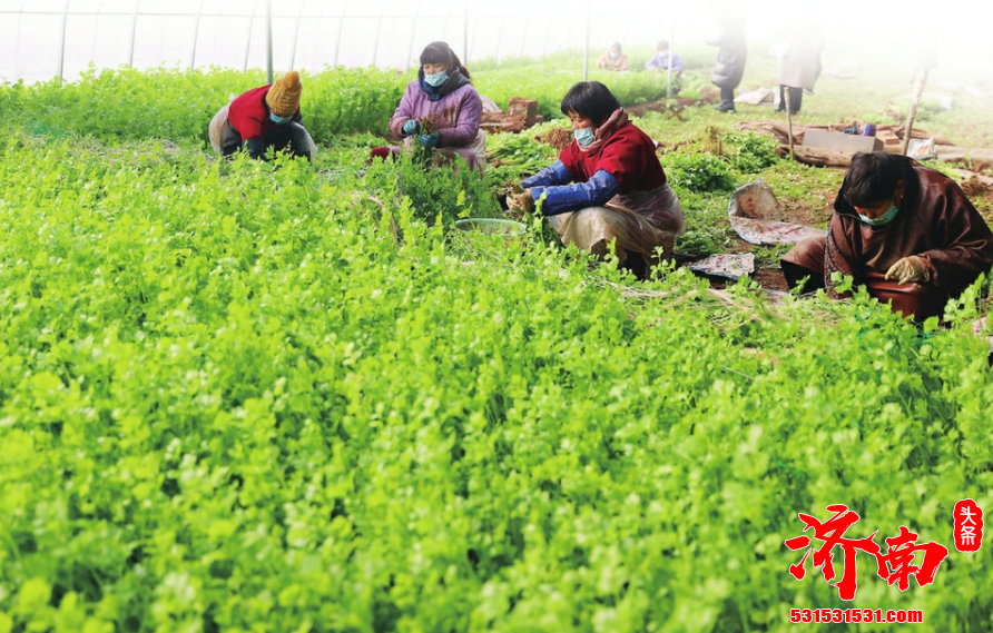 济南芹菜第一次丰收已到来 芹菜大棚里温暖如春 满眼翠绿伴着阵阵清香让人心旷神怡