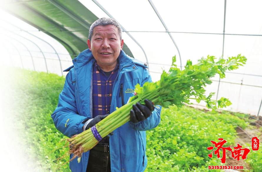 济南芹菜第一次丰收已到来 芹菜大棚里温暖如春 满眼翠绿伴着阵阵清香让人心旷神怡