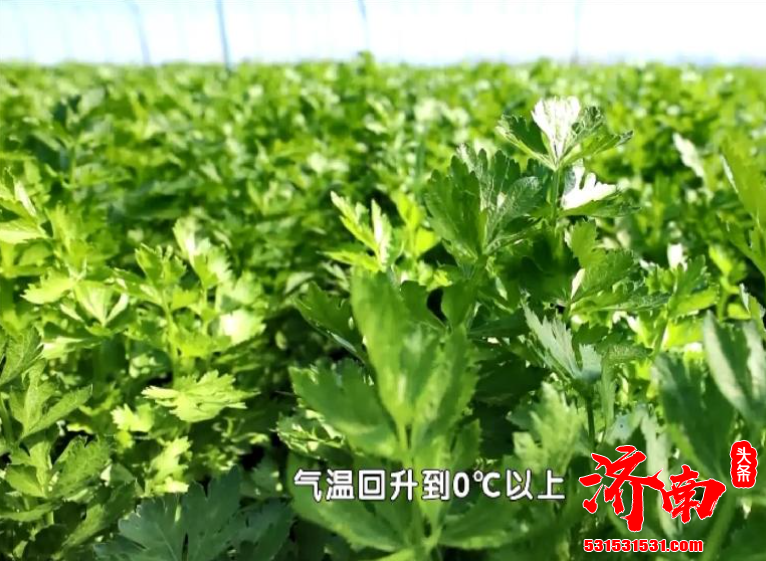 商河县芹菜面积约占全市四分之一左右 是济南市芹菜生产面积最大的县区
