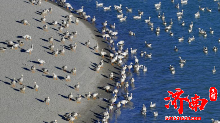 济南持续加强野生动物防控 加大宣传力度 提高广大市民群众禁食野生动物的自觉性