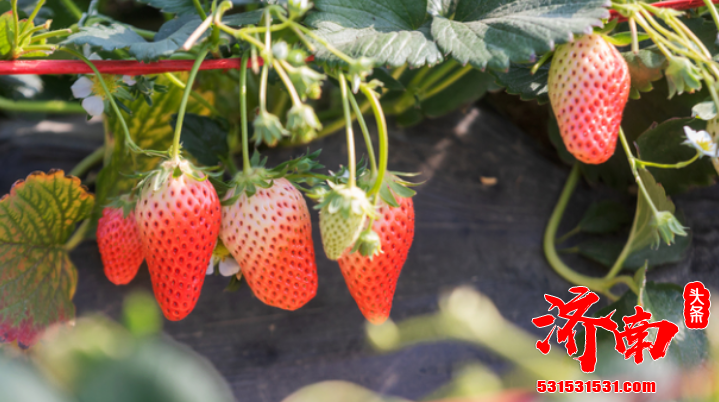 济南市历城区的草莓成熟了 香甜的草莓 成了最受欢迎的鲜果