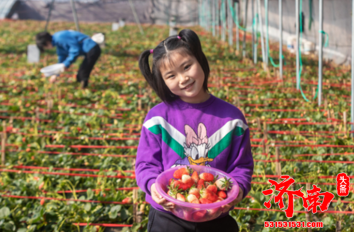 济南市历城区的草莓成熟了 香甜的草莓 成了最受欢迎的鲜果