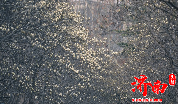 济南各公园的玉兰花陆续开放 或白或粉的玉兰花将泉城装点的分外美丽