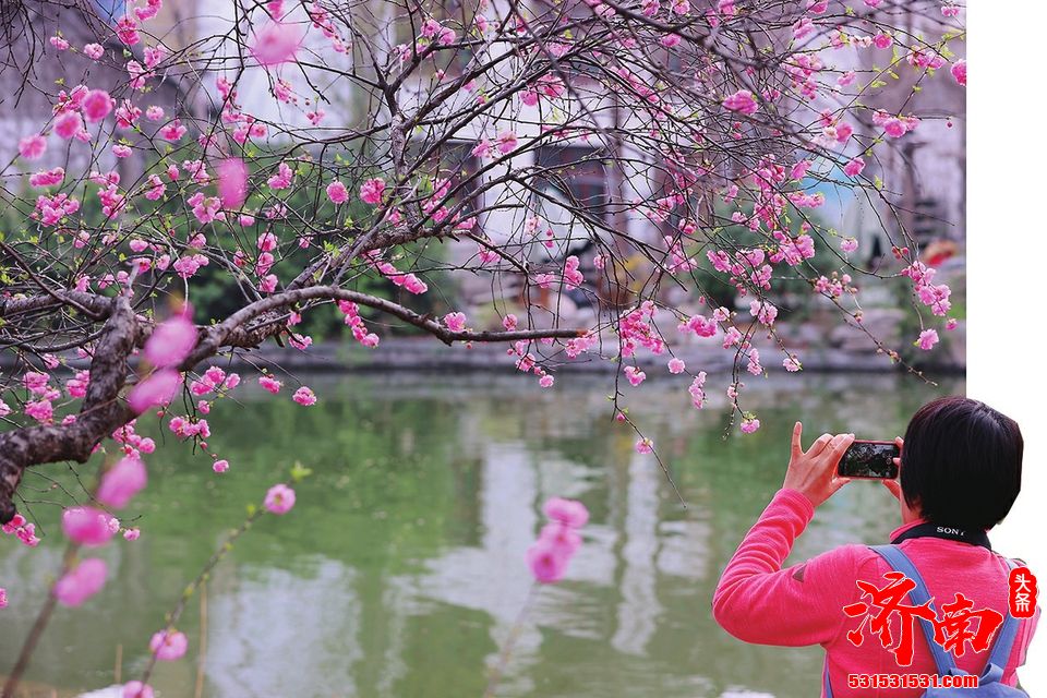 泉城花似锦 济南近郊开启赏花踏青模式