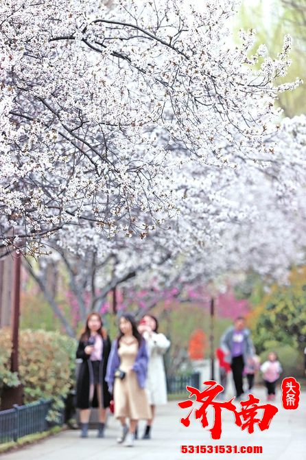 泉城花似锦 济南近郊开启赏花踏青模式