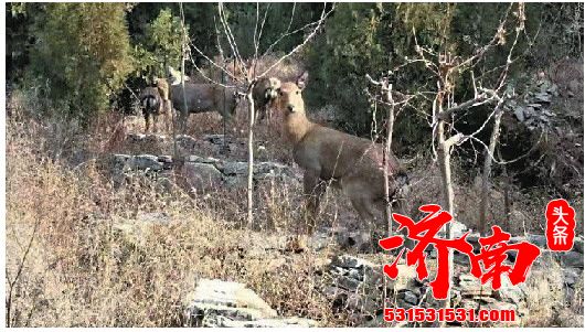 野鹿出没济南莲花山引来偷猎者 被民警抓获