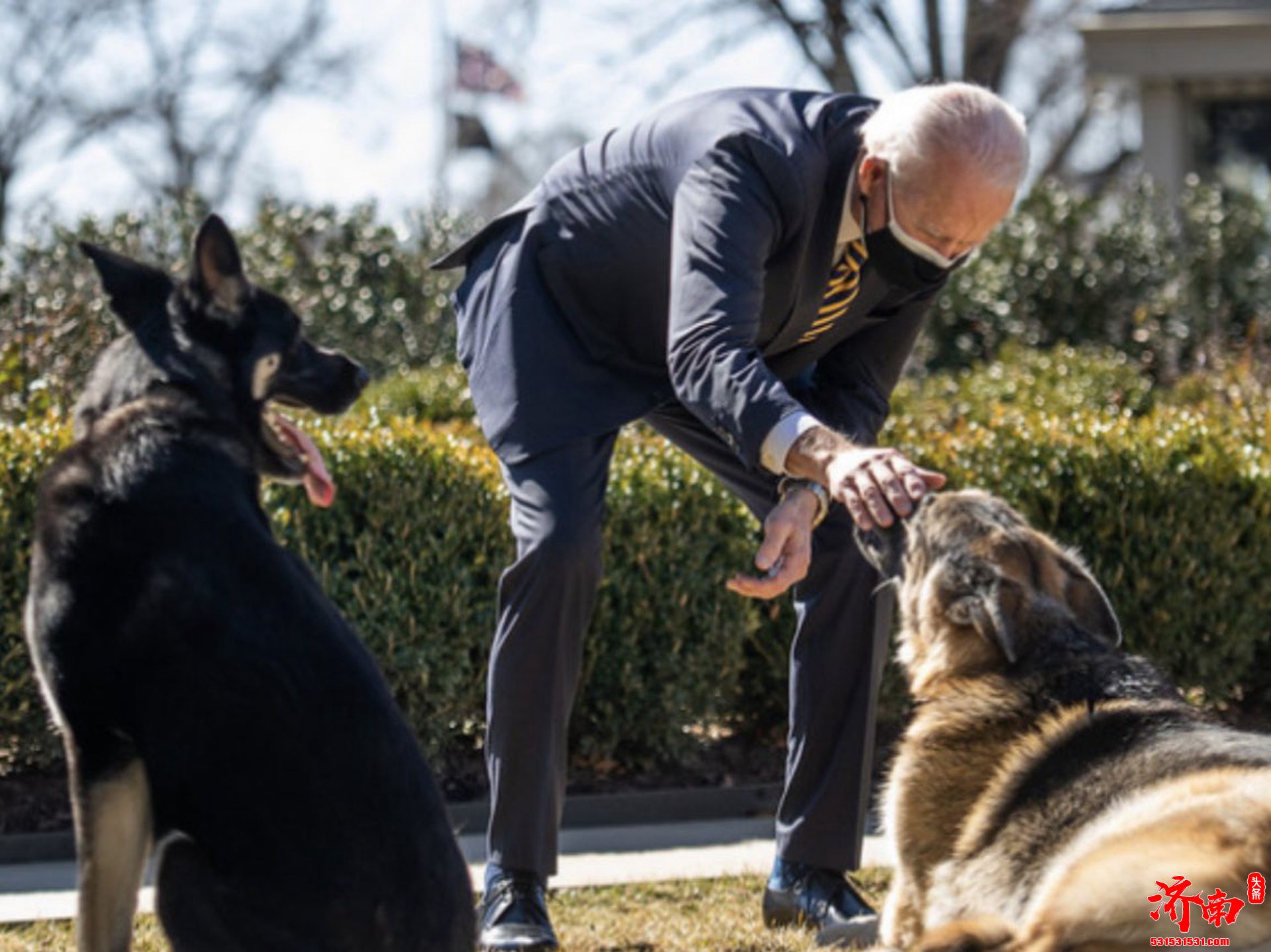 拜登爱犬刚回白宫又咬人了，此前因“攻击性行为”被送回老家 