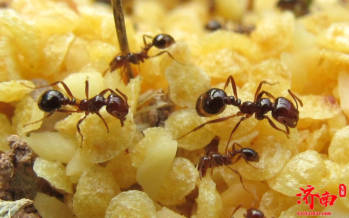 红火蚁在部分省区传播速度加快，村民被红火蚁咬后休克
