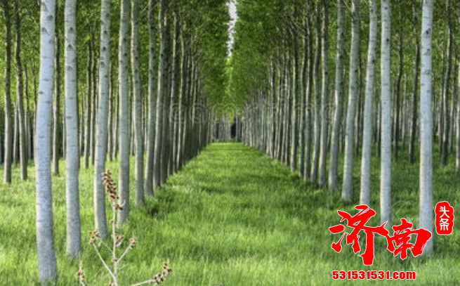 枣庄一农民自己种700颗杨树，自己砍掉后被判刑2年缓刑2年！  