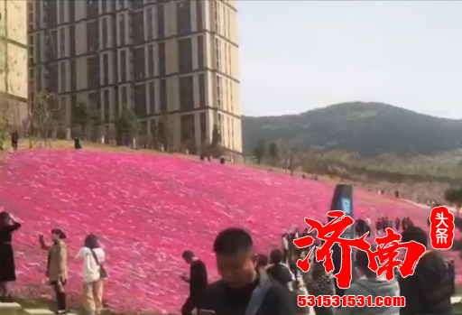 济南最大规模“福禄考”花海盛开 市民坐地铁来拍照“打卡”