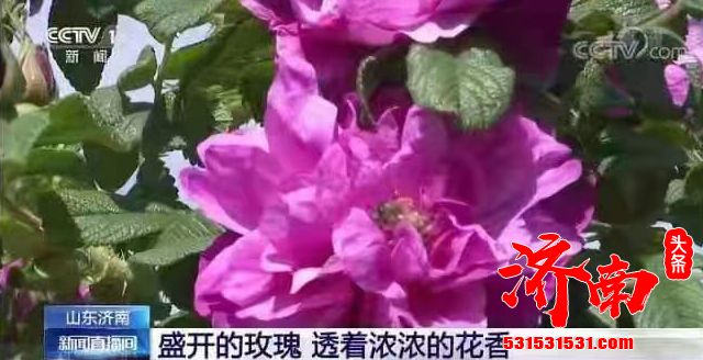 央视《新闻直播间》以《盛开的玫瑰 透着浓浓的花香》为题 对济南“市花”玫瑰进行了报道