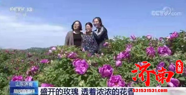 央视《新闻直播间》以《盛开的玫瑰 透着浓浓的花香》为题 对济南“市花”玫瑰进行了报道