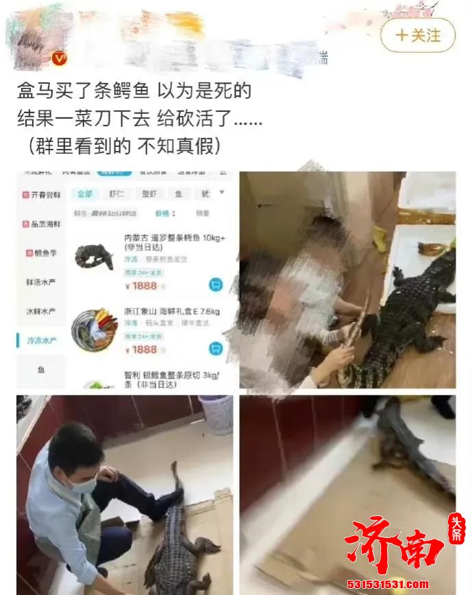 盒马鲜生回应售卖活鳄鱼：鳄鱼都经过解剖，不会卖整条活体