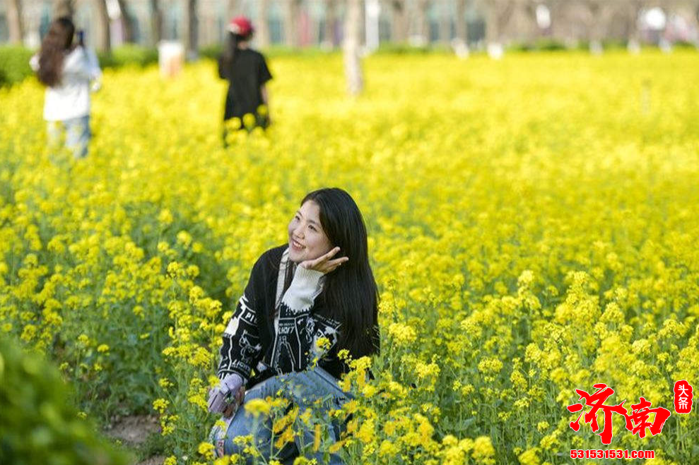 山东交通学院恢复开放 邀您一起赏油菜花