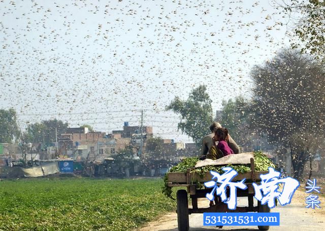 联合国发蝗灾警告中国灭蝗小组出征巴基斯坦驰援