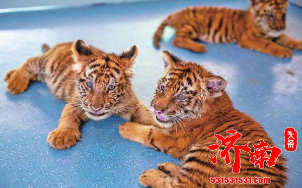 抖音热搜榜的三胞胎虎仔相约济南野生动物世界“萌兽见面会”