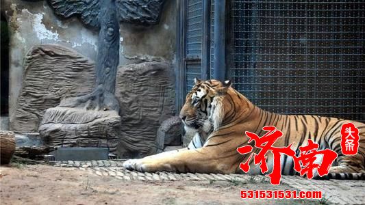 济南动物园动物饲养队队长：与动物日常相处，保育员亦“刚”亦“柔” 在猛兽身边，不允许打盹或分心