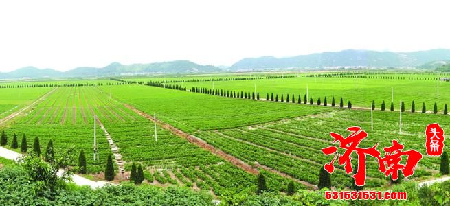 山东全年粮食丰收已成定局 济南青岛潍坊3市智慧农业试验区建设加快推进