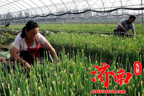 济南市章丘区产的大葱全国闻名 距今已有500余年的栽培历史