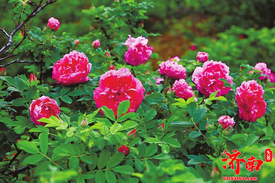 荷花玫瑰有望“花开并蒂” 济南拟增选玫瑰为市花