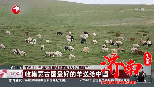 齐了！蒙古国3万只捐赠羊全部抵达中国