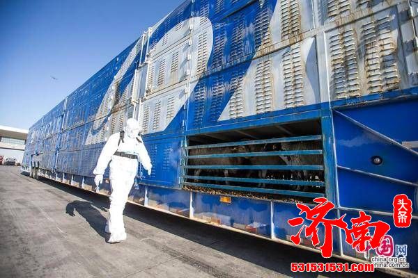 齐了！蒙古国3万只捐赠羊全部抵达中国