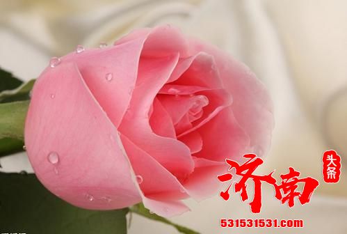济南市市花增选活动：委员代表谈玫瑰增设为济南市花 为济南的包容性增加国际符号