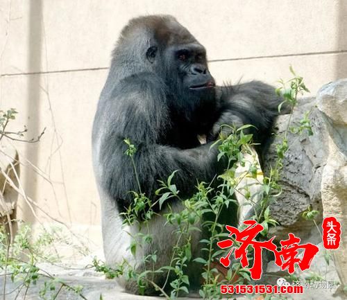 济南动物园大猩猩“威利”因病去世 年龄44.5岁，为国内动物园寿命最长的大猩猩