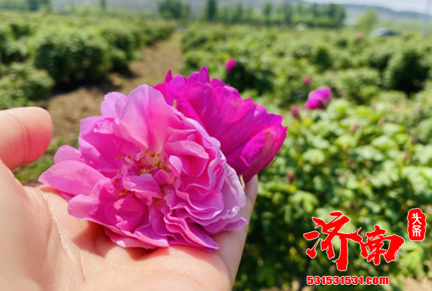 济南市进行“票选”玫瑰 手有余香 105万人次支持玫瑰成为第二市花
